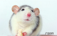 最可爱的鼠类前十名 土拨鼠也上榜了