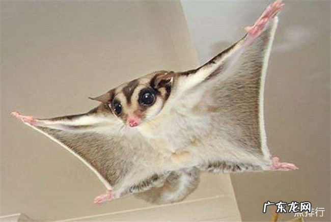 最可爱的鼠类前十名 土拨鼠也上榜了