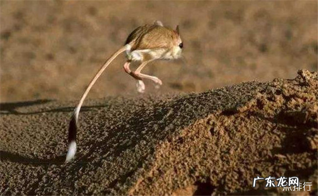 最可爱的鼠类前十名 土拨鼠也上榜了