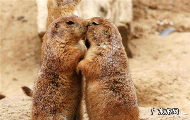 最可爱的鼠类前十名 土拨鼠也上榜了
