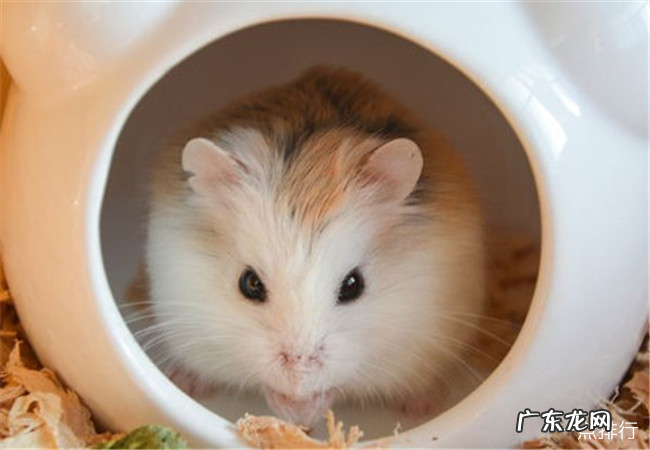 最可爱的鼠类前十名 土拨鼠也上榜了