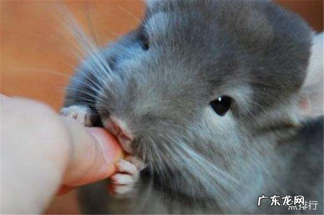 最可爱的鼠类前十名 土拨鼠也上榜了