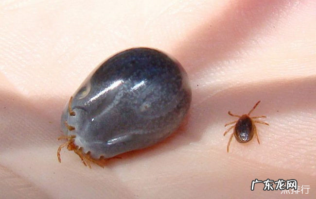 全球十大最恐怖的寄生虫 胆小勿入真的很渗人