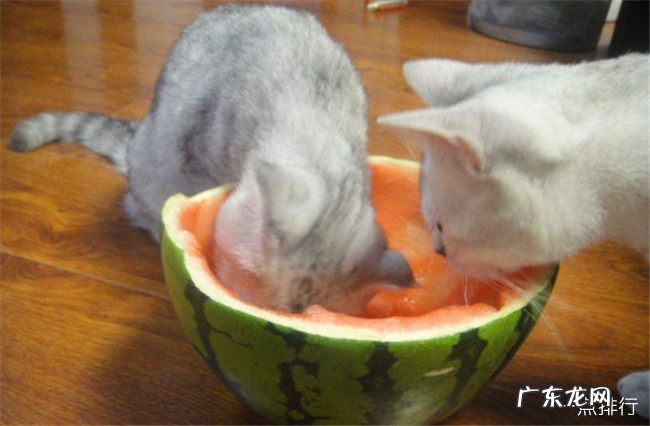 猫最爱吃的10种食物 猫除了吃猫粮还吃什么