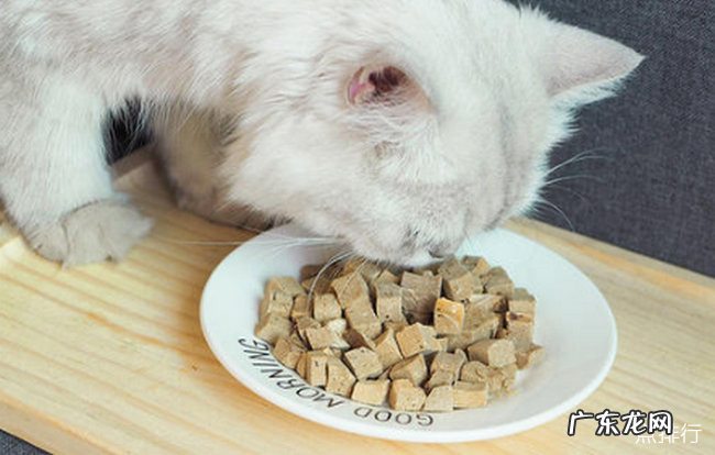 猫最爱吃的10种食物 猫除了吃猫粮还吃什么