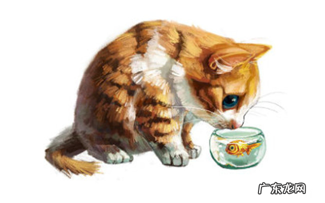 猫最爱吃的10种食物 猫除了吃猫粮还吃什么