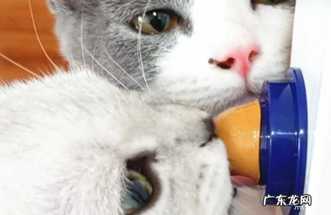 猫最爱吃的10种食物 猫除了吃猫粮还吃什么