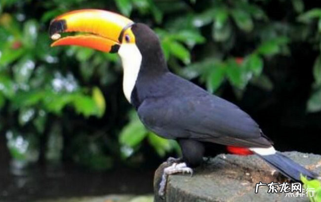 世界上寿命最长的十种鸟 葵花凤头鹦鹉能活80年