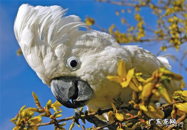 世界上寿命最长的十种鸟 葵花凤头鹦鹉能活80年