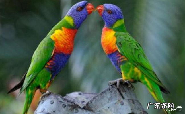 世界上寿命最长的十种鸟 葵花凤头鹦鹉能活80年