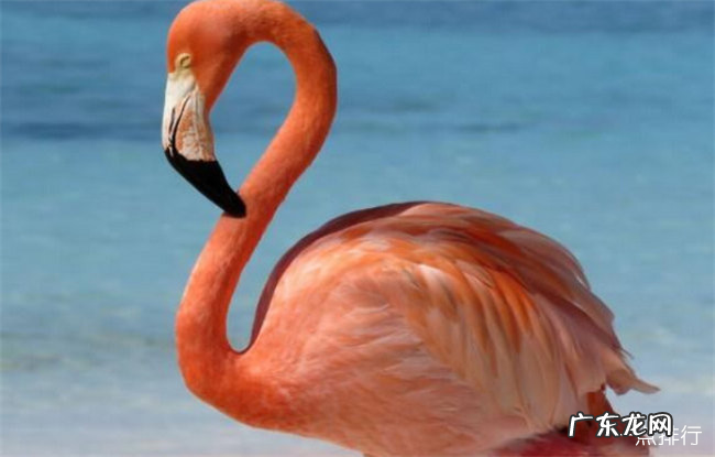 世界上寿命最长的十种鸟 葵花凤头鹦鹉能活80年