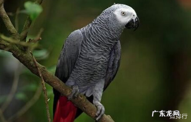 世界上寿命最长的十种鸟 葵花凤头鹦鹉能活80年