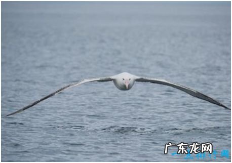 世界上最大的飞鸟，漂泊信天翁翼展可超过3.5米，十分重情