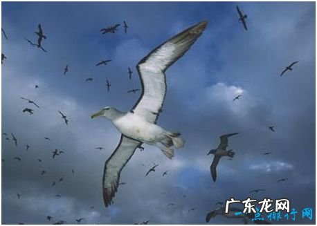 世界上最大的飞鸟，漂泊信天翁翼展可超过3.5米，十分重情