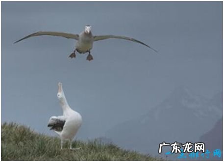 世界上最大的飞鸟，漂泊信天翁翼展可超过3.5米，十分重情