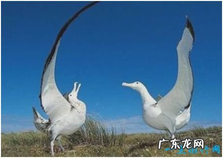世界上最大的飞鸟，漂泊信天翁翼展可超过3.5米，十分重情