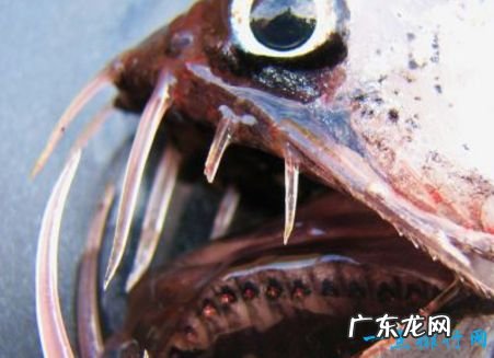 最恐怖的十大深海生物 长着锋利的獠牙
