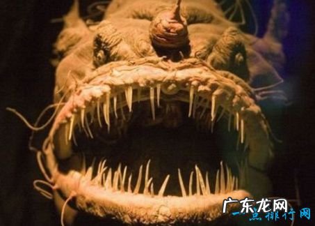 最恐怖的十大深海生物 长着锋利的獠牙