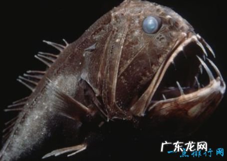 最恐怖的十大深海生物 长着锋利的獠牙
