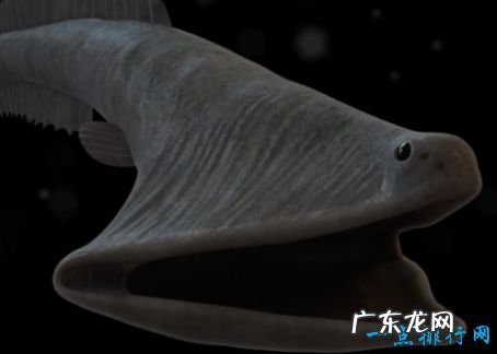 最恐怖的十大深海生物 长着锋利的獠牙