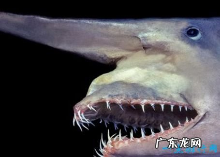 最恐怖的十大深海生物 长着锋利的獠牙