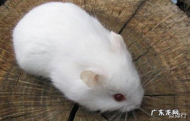 仓鼠十大品种大全 最好养的仓鼠排名