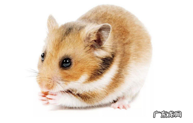 仓鼠十大品种大全 最好养的仓鼠排名