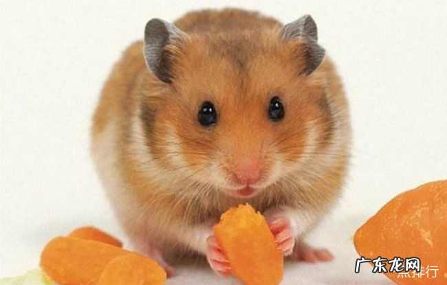 仓鼠十大品种大全 最好养的仓鼠排名