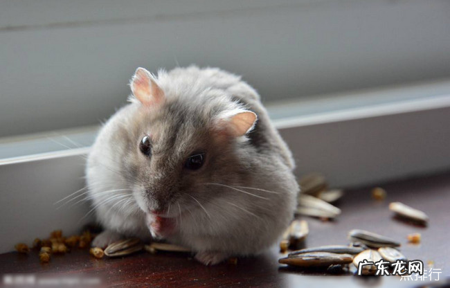仓鼠十大品种大全 最好养的仓鼠排名