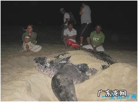 世界上最大的龟,棱皮龟体长超过2.5米,因误食塑料而亡