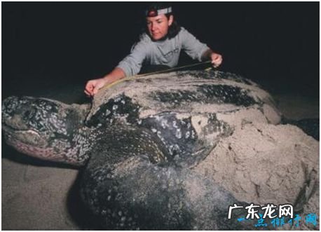 世界上最大的龟,棱皮龟体长超过2.5米,因误食塑料而亡