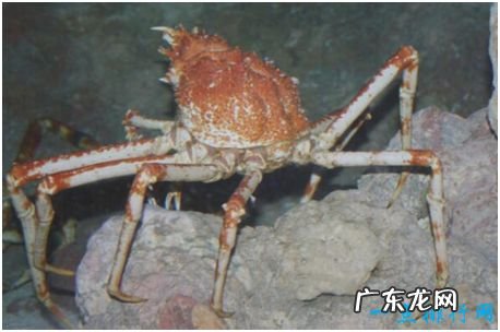 世界上最大的螃蟹,巨螯蟹长4.2米,有过杀人传说