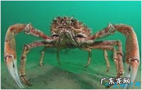 世界上最大的螃蟹,巨螯蟹长4.2米,有过杀人传说