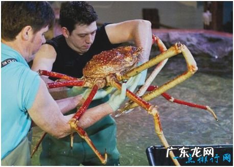世界上最大的螃蟹,巨螯蟹长4.2米,有过杀人传说