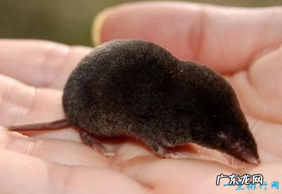 体长16厘米,重40克 世界上最小6种哺乳动物鼠狐猴