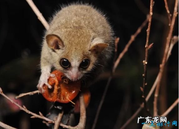 体长16厘米,重40克 世界上最小6种哺乳动物鼠狐猴