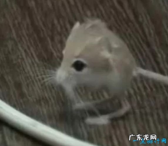 体长16厘米,重40克 世界上最小6种哺乳动物鼠狐猴