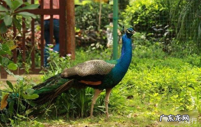 海口十大旅游景点排名 海口旅游必去景点推荐