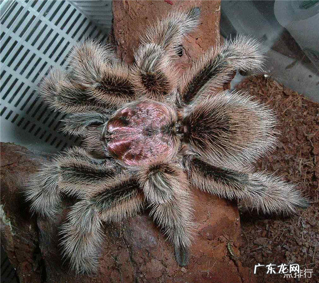 世界上最大的蜘蛛排名 亚马逊食鸟蛛排名第一