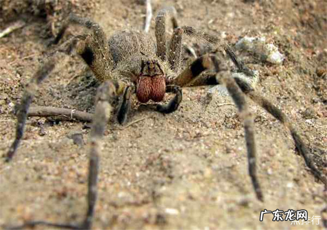 世界上最大的蜘蛛排名 亚马逊食鸟蛛排名第一