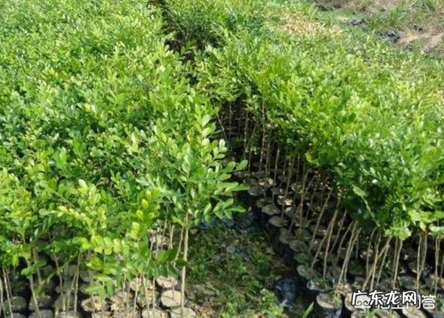 盆栽的九里香小苗,怎么才能长得更快一些?