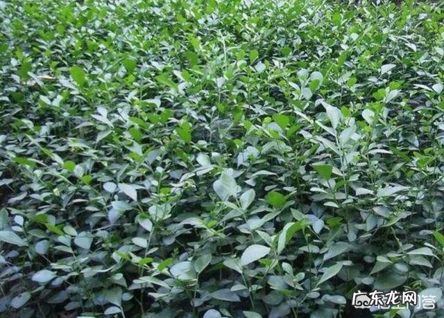 盆栽的九里香小苗,怎么才能长得更快一些?