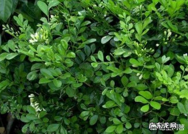 盆栽的九里香小苗,怎么才能长得更快一些?