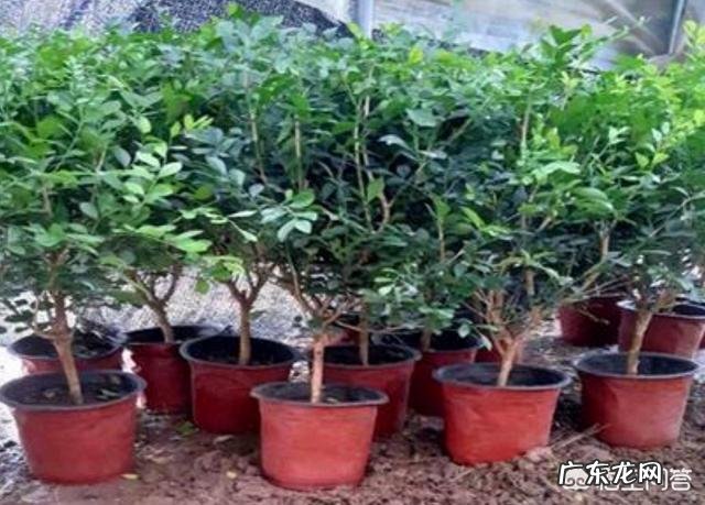 盆栽的九里香小苗,怎么才能长得更快一些?