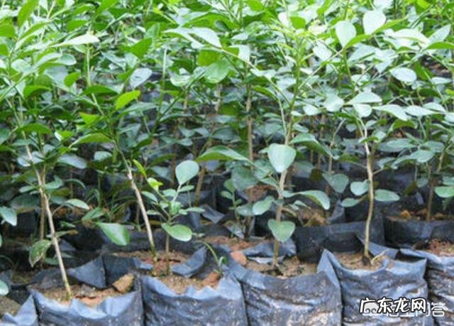 盆栽的九里香小苗,怎么才能长得更快一些?