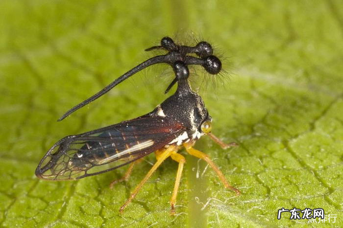 世界上最奇特的昆虫排行 巨型沙螽身长超过了8.5厘米