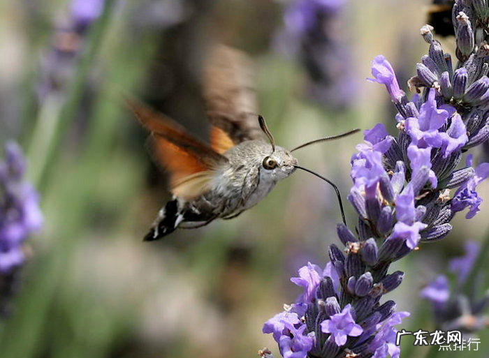 世界上最奇特的昆虫排行 巨型沙螽身长超过了8.5厘米