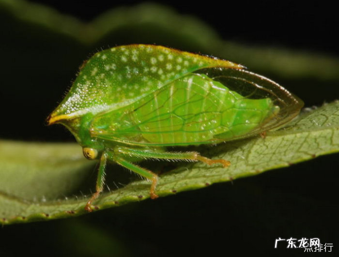 世界上最奇特的昆虫排行 巨型沙螽身长超过了8.5厘米