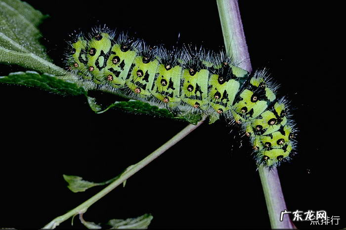 世界上最奇特的昆虫排行 巨型沙螽身长超过了8.5厘米