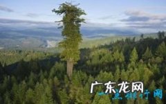 世界上最高的树有156米高的树